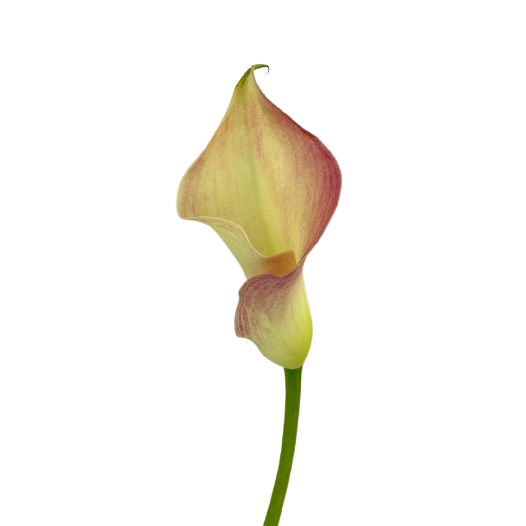 Mini Calla Bicolor Pink (10 Stems)