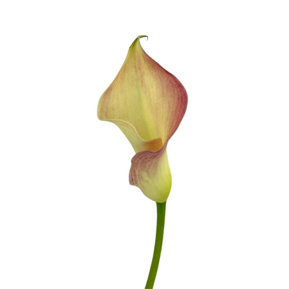 Mini Calla Bicolor Cream/Pink (10 stem bunch)