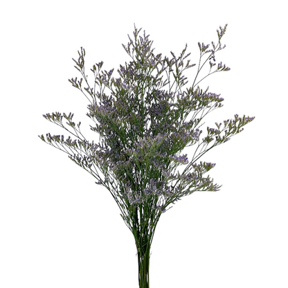 Limonium Purple (10 stem bunch)