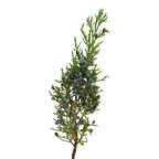 Blue Berry Cedar
