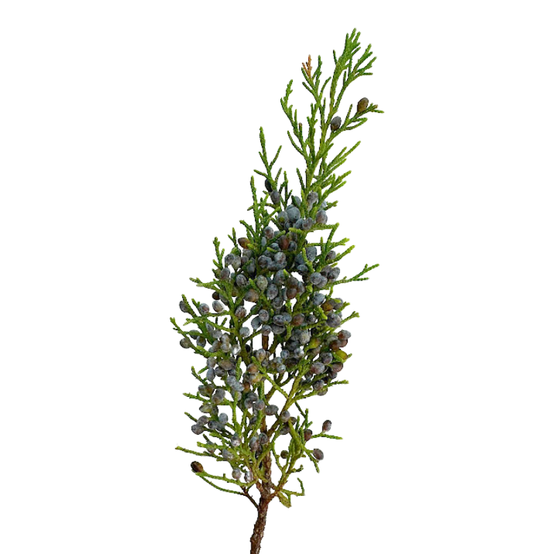 Blue Berry Cedar