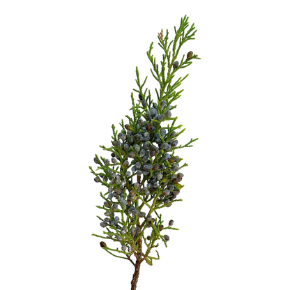 Blue Berry Cedar (Box)