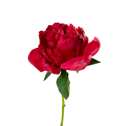 Peony Hot Pink (5 stems)