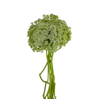 Queen Anne's Lace White (10 Stems)