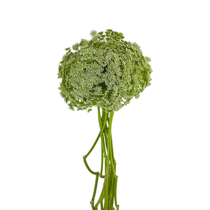 Queen Anne's Lace White (10 stem bunch)