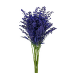 Solidago Tinted Indigo