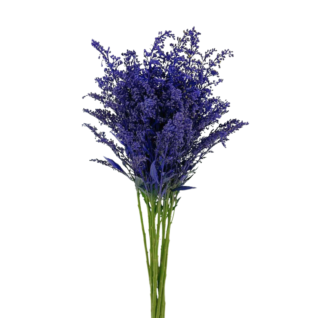 Solidago Tinted Indigo