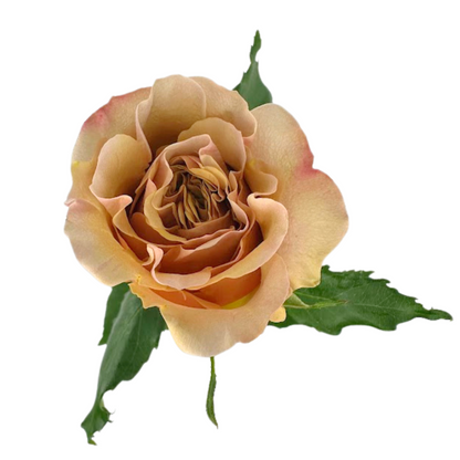 Garden Rose Bronze (25 stem bunch)