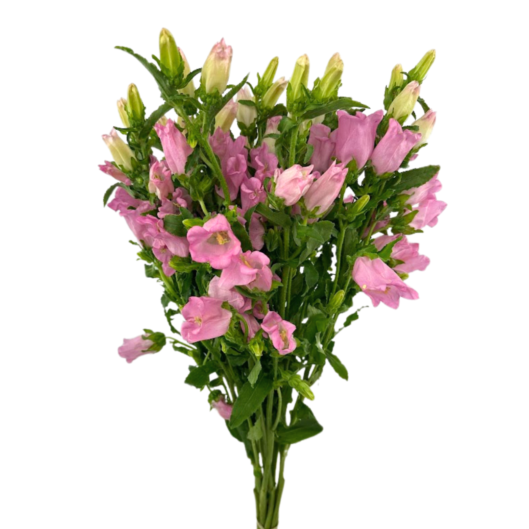 Campanula Pink (5 Stems)