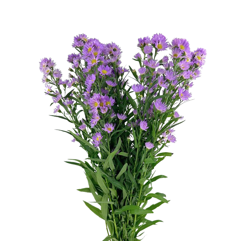 Aster Lavender (Bunch)