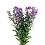 Aster Lavender (Bunch)
