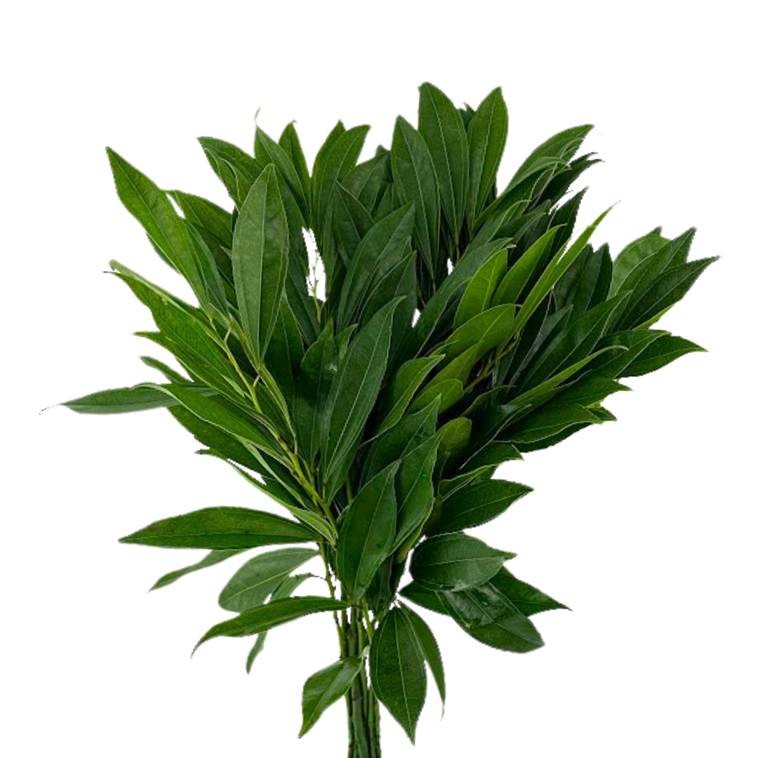 Cocculus (10 stems)