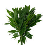Cocculus (10 stems)