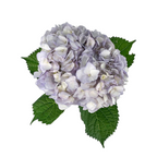 Hydrangea Tinted Light Lavender