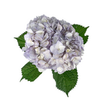 Hydrangea Tinted Light Lavender