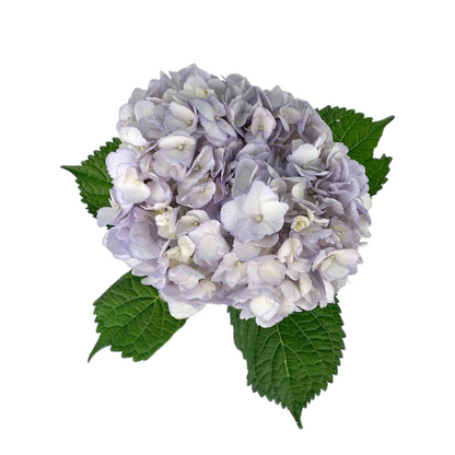 Hydrangea, Tinted
