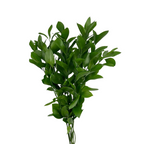 Ruscus Israeli (10 stems)