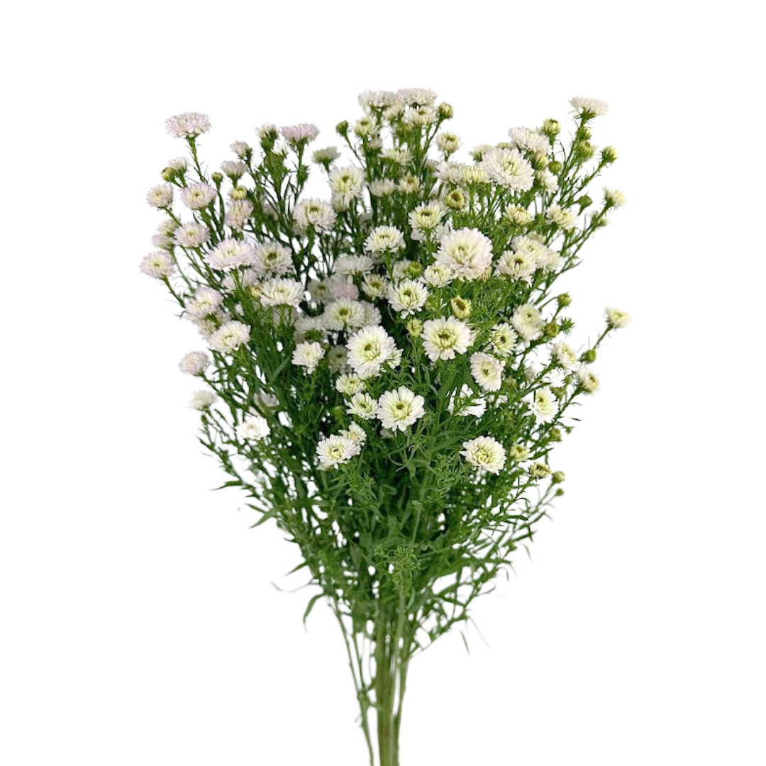 Aster Obelix White