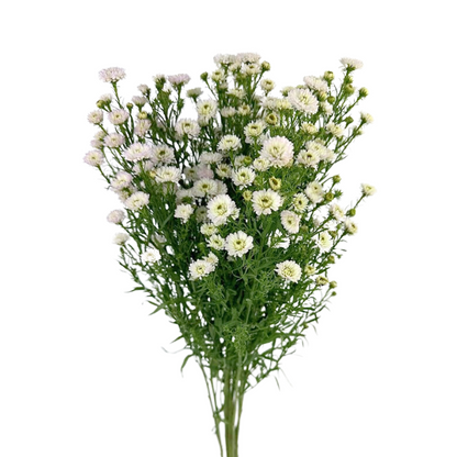 Aster Obelix White (7 stem bunch)
