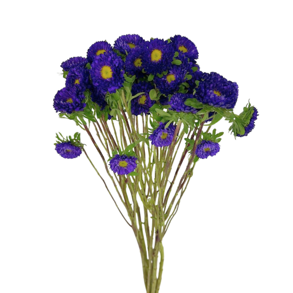 Matsumoto Purple (10 stems)