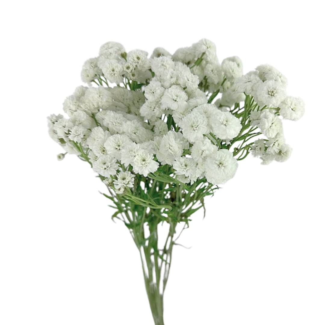 Feverfew Lilliput