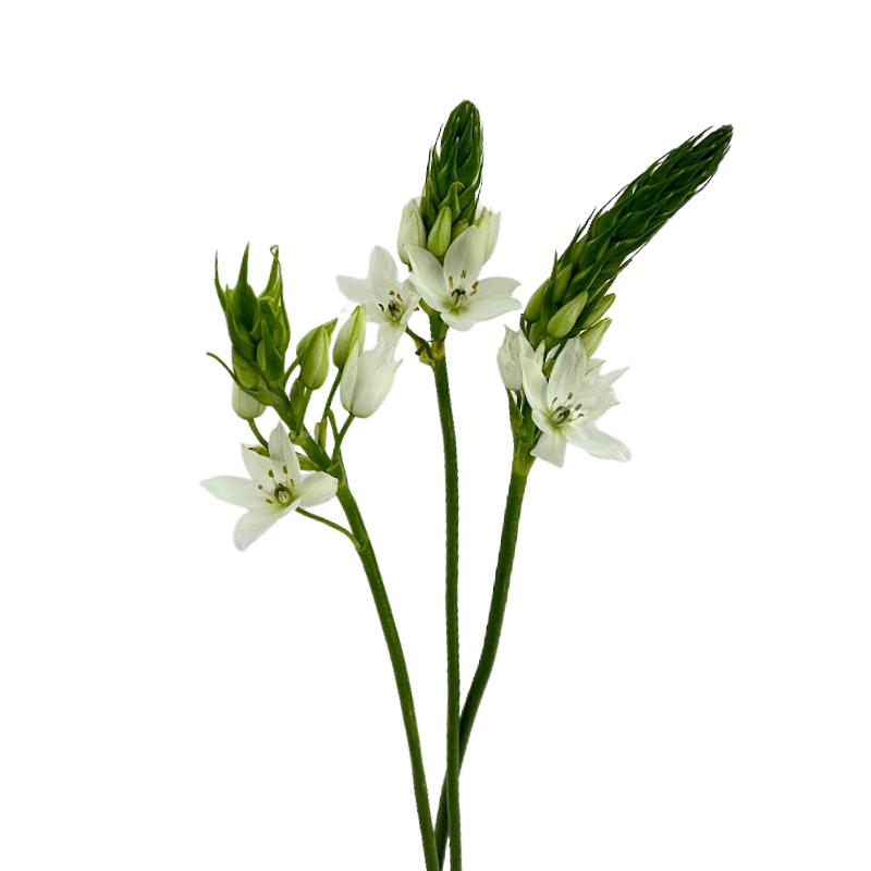 Star of Bethlehem White