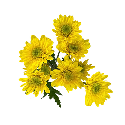 Pom Cushion Yellow (7 stem bunch)