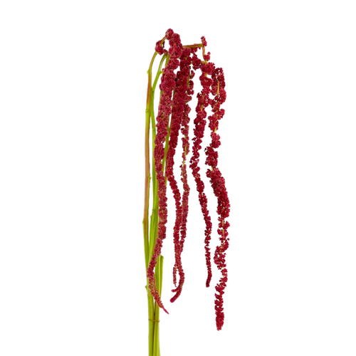 Amaranthus Hanging Red (5 Stems)
