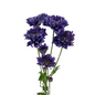 Pom Cushion Bluocean Coral (7 stem bunch)