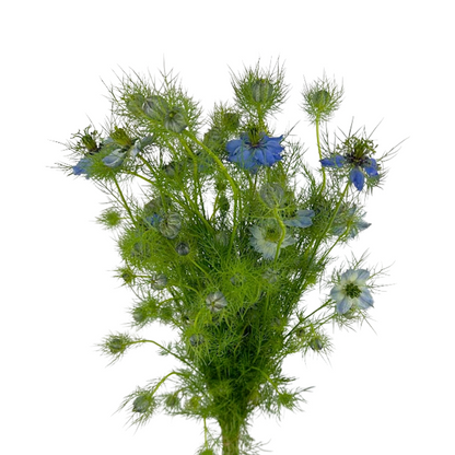 Nigella Blue (10 stem bunch)