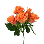 Spray Roses Orange (10 stems)