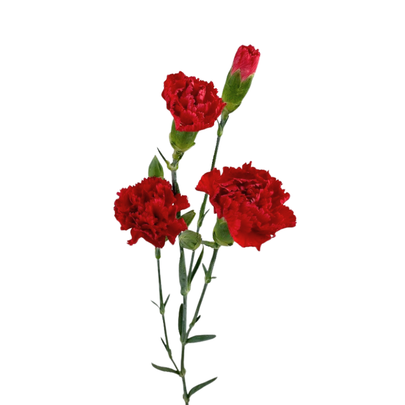 Mini Carnation Red (10 Stems)