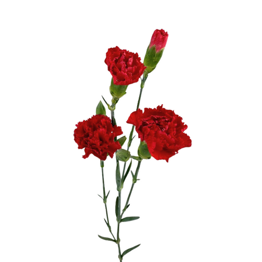 Mini Carnation Red (10 Stems)