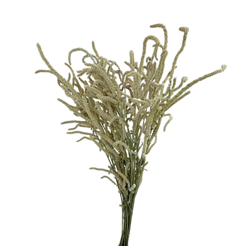 Amaranthus Upright Cream