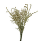 Amaranthus - Upright, Cream 10st/bu