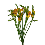 Freesia Orange