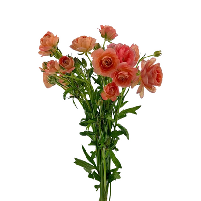 Ranunculus Butterfly Salmon (10 stem bunch)