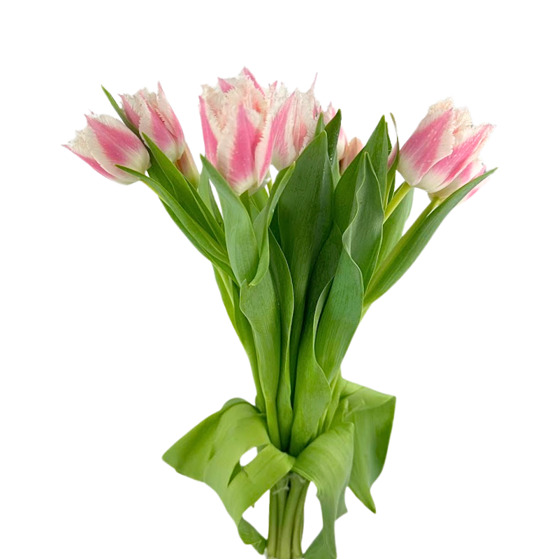 Tulip Frill Bicolor Pink Bell Song