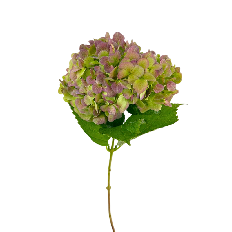 Hydrangea Antique Green (Single Stem)