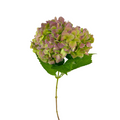 Hydrangea Antique Green (Single Stem)