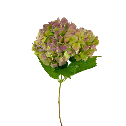 Hydrangea Antique Green (5 Stems)