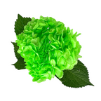 Hydrangea Tinted Lime Green