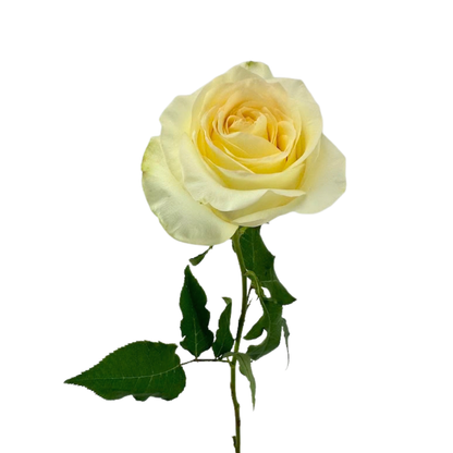 GARDEN ROSE PALE YELLOW ANTONIA (25 STEM BUNCH)