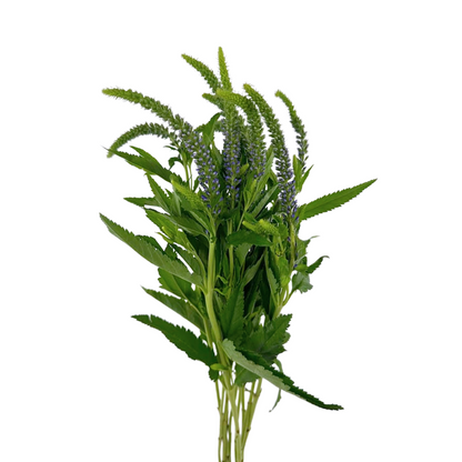 Veronica Blue (10 stem bunch)