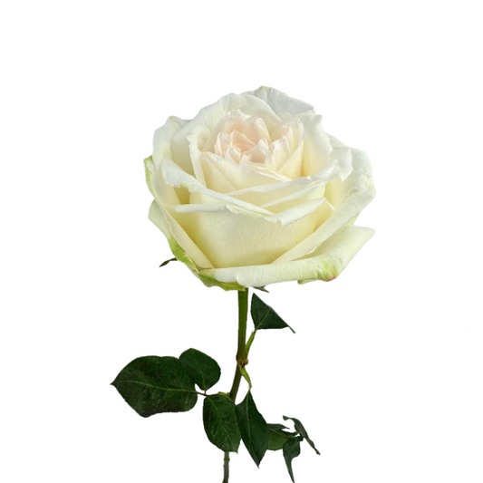 ROSE BLLUSH O'HARA (25 STEM BUNCH)