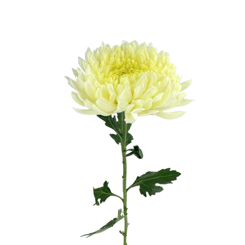 Chrysanthemum Disbud White Magnum