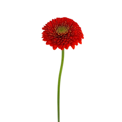 Gerbera Gerrondo Orange Fozzie (10 stem bunch)