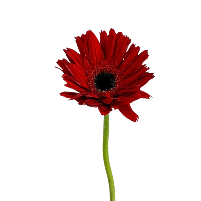 Gerbera Dark Center Red (10 stems)