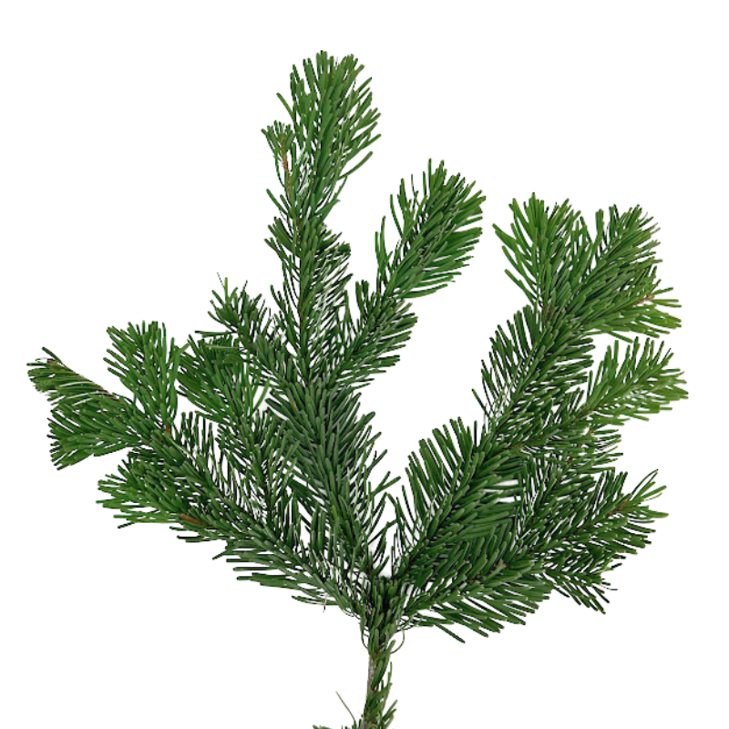 Silver Fir