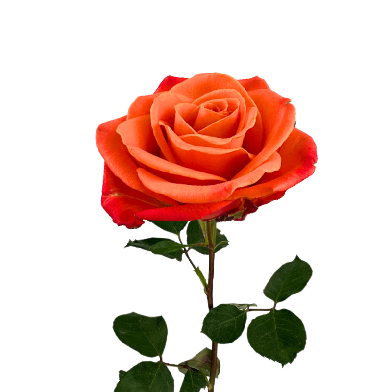 ROSE ORANGE CRUSH (25 STEM BUNCH)